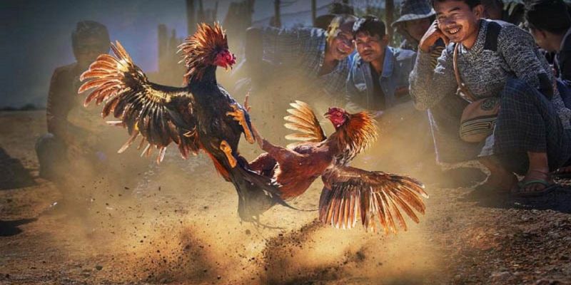 Đá Gà Cựa Sắt Hay SHBET - Nơi Hội Tụ Trận Chiến Đỉnh Cao